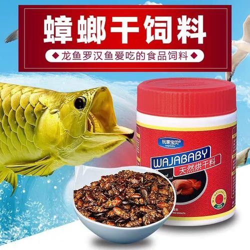 龍魚 飼料 魚干