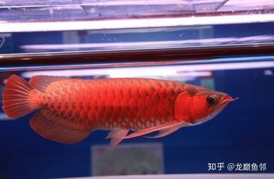 金龍魚值得養(yǎng)嗎知乎，金龍魚養(yǎng)殖新手指南 金龍魚值得養(yǎng)嗎知乎，金龍魚養(yǎng)殖新手指南 龍魚百科 第3張