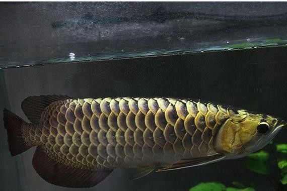 澳洲龍魚(yú)跟金龍魚(yú)區(qū)別大嗎圖片