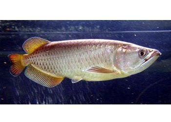 澳洲星龍魚：澳洲星點龍魚怎么養？