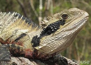 澳洲星龍魚：澳洲星點龍魚怎么養？