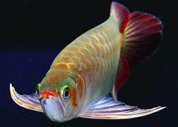 澳洲星龍魚：澳洲星點龍魚怎么養？