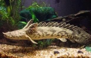 如何判斷恐龍王魚健康：如何判斷恐龍王魚的健康狀況