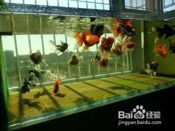 如何保持魚缸水質穩定（保持魚缸水質穩定是確保觀賞魚健康和延長壽命的關鍵）