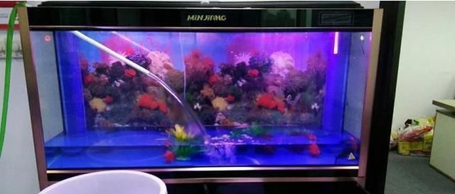 如何保持魚缸水質穩定（保持魚缸水質穩定是確保觀賞魚健康和延長壽命的關鍵）