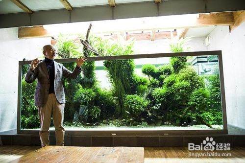 如何保持魚缸水質穩定（保持魚缸水質穩定是確保觀賞魚健康和延長壽命的關鍵）