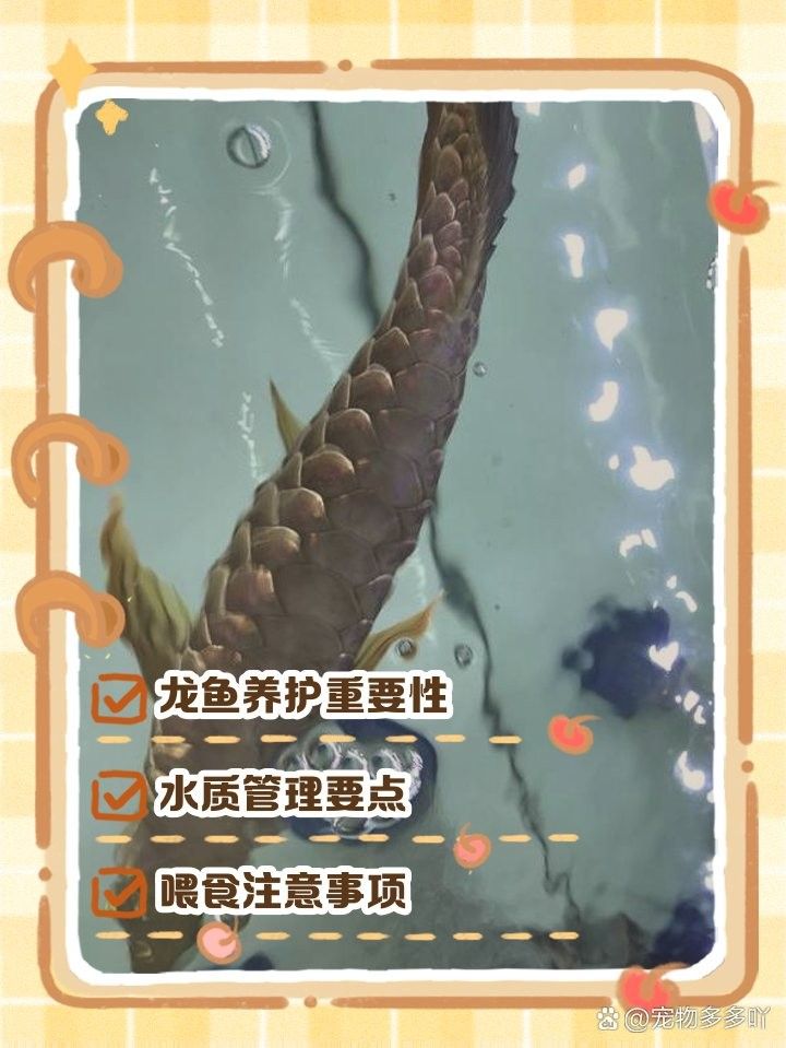 龍魚該怎么養活