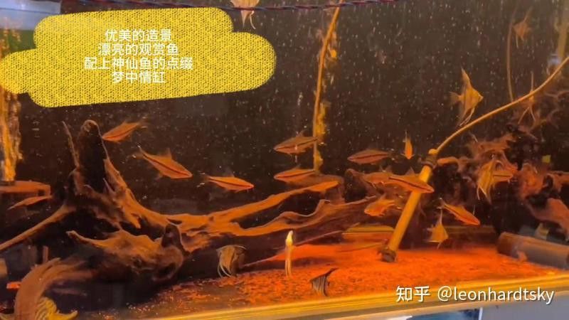 如何飼養紅龍魚以促進腮部發色？