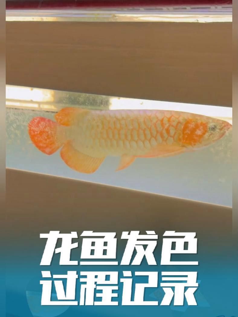 如何飼養紅龍魚以促進腮部發色？