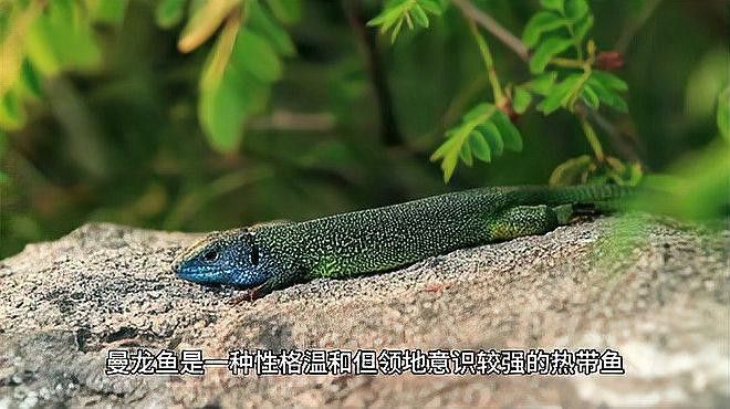 曼龍魚和什么魚混養(yǎng)最好看
