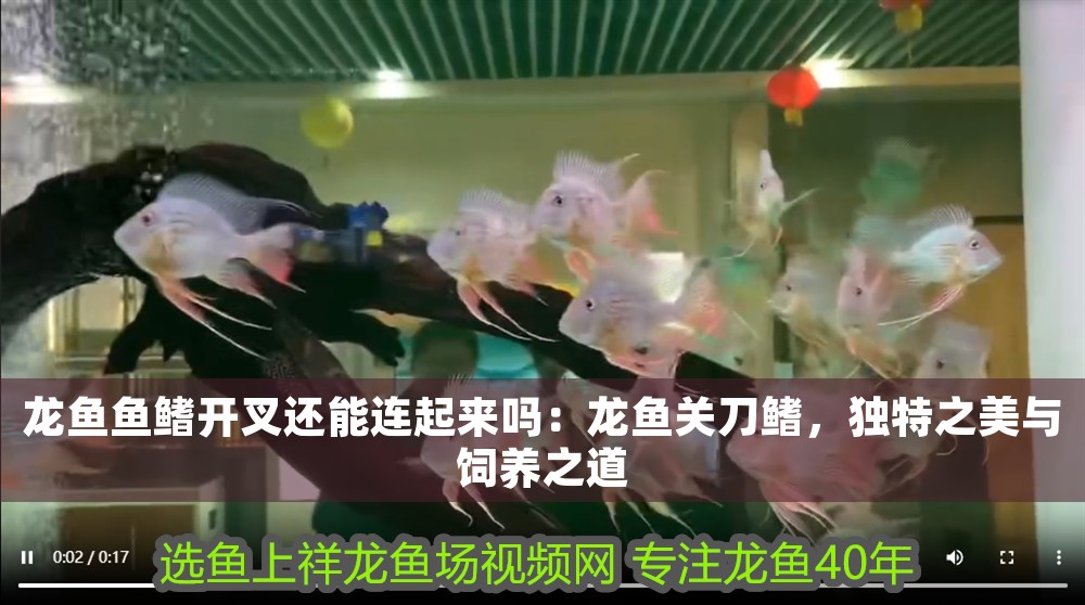 龍魚魚鰭開叉還能連起來嗎：龍魚關刀鰭，獨特之美與飼養之道