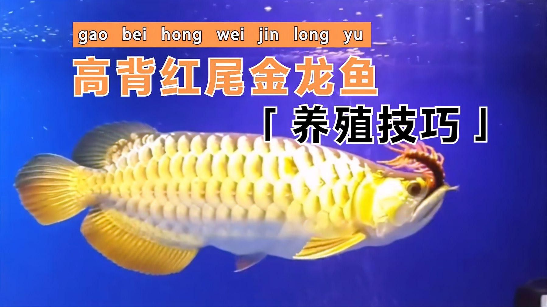 紅尾高背金龍魚怎么樣養