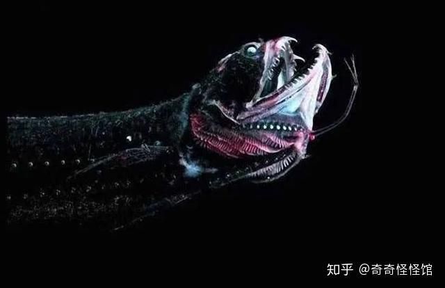 龍魚長什么樣子：龍魚的分類和特點