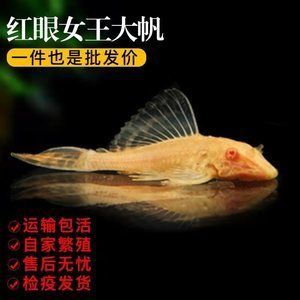 龍魚做檢疫過程中喂食嗎會死嗎：龍魚檢疫過程中是否喂食會導(dǎo)致死亡，需要考慮幾個關(guān)鍵因素