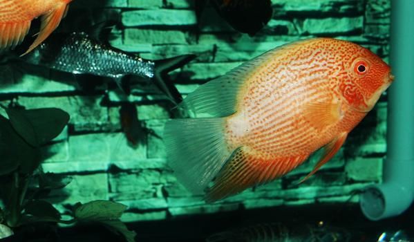 龍魚入缸溫度多少合適養：龍魚入缸溫度多少合適？科學調控水溫的關鍵指南