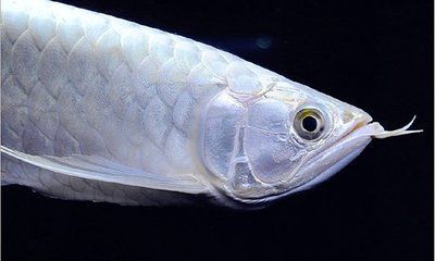 銀龍魚眼精發白（銀龍魚眼精發白可能由多種原因造成）