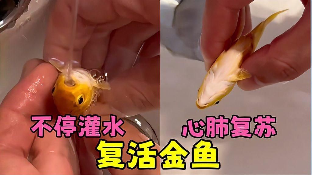 缺氧魚急救措施
