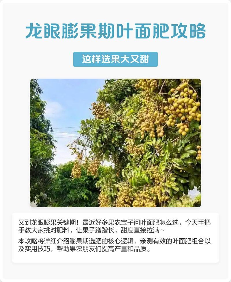 有哪些品牌葉面肥適合龍眼膨大期？