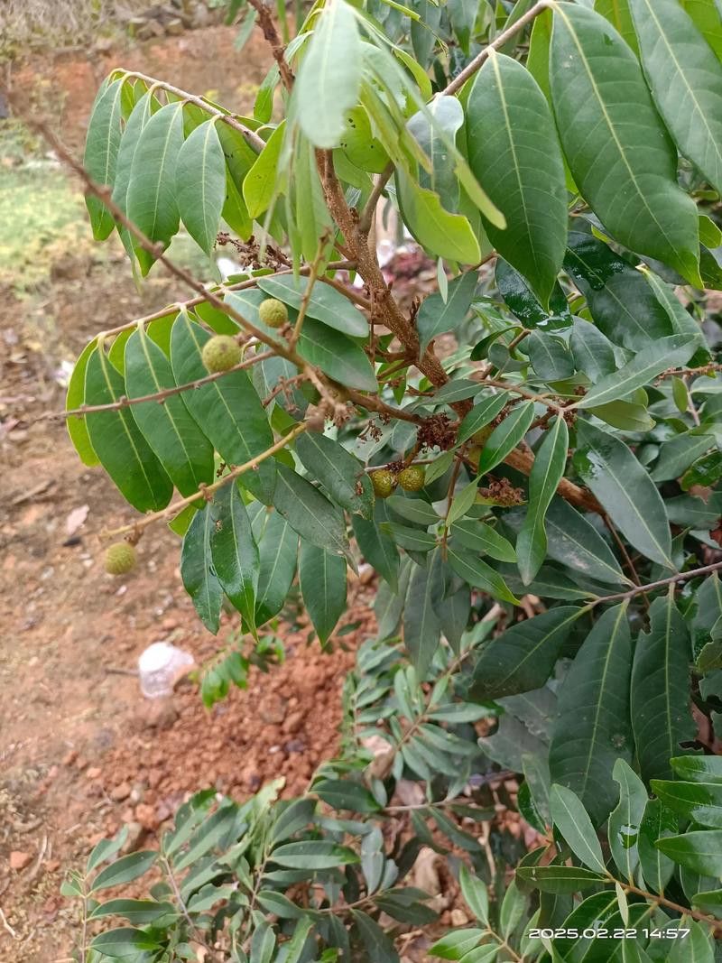 有哪些品牌葉面肥適合龍眼膨大期？