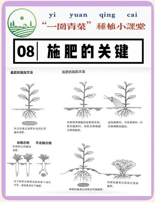 有哪些品牌葉面肥適合龍眼膨大期？