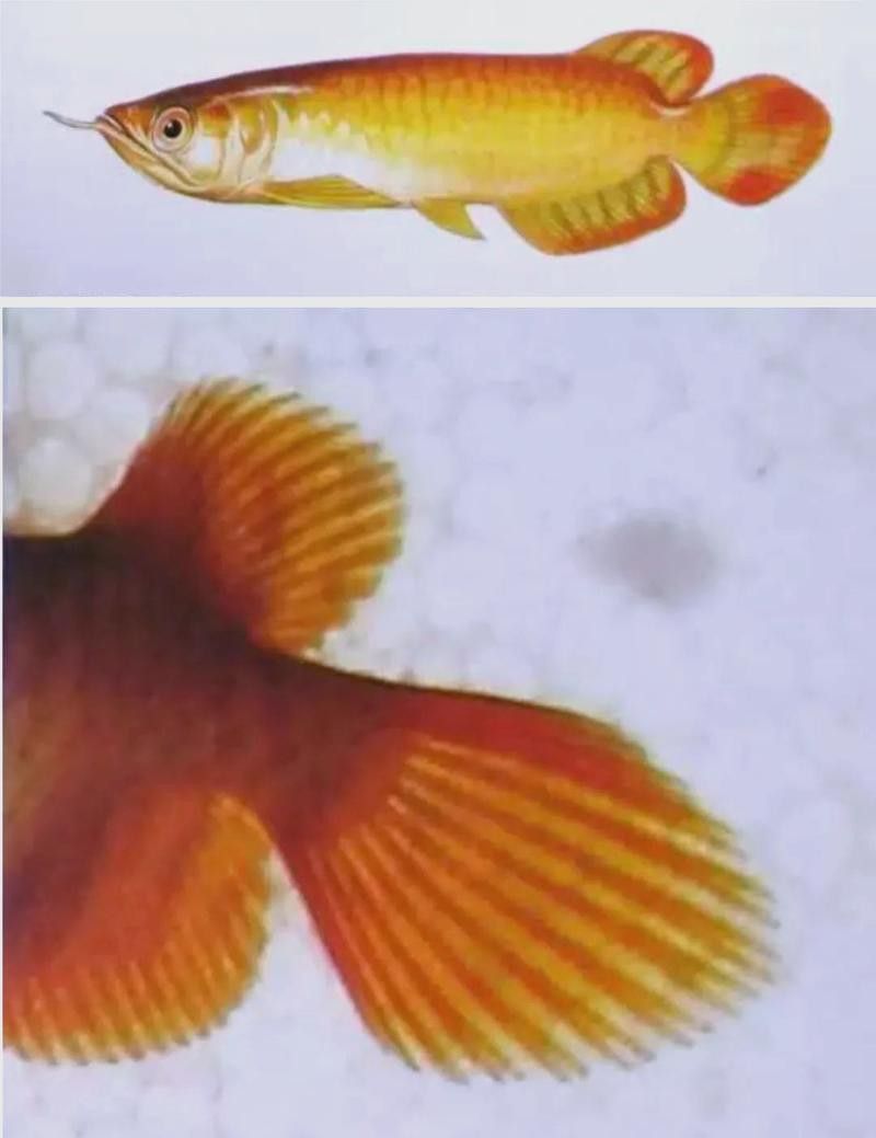最便宜的紅龍魚(yú)是哪種魚(yú)
