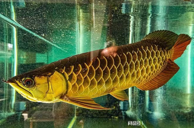 龍魚巔峰論壇概述（龍魚巔峰論壇是一個專注于龍魚養殖和交流的在線平臺）