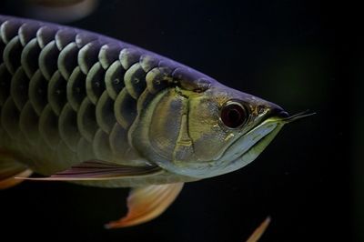 龍魚巔峰論壇概述（龍魚巔峰論壇是一個專注于龍魚養殖和交流的在線平臺）