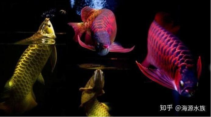 虎斑恐龍魚可以和什么魚一起養呢視頻