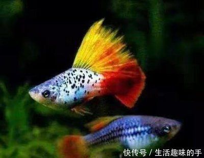 孔雀龍魚繁殖環境要求：孔雀龍魚在繁殖期間需要穩定環境以支持其繁殖過程