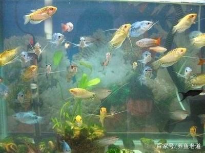 孔雀龍魚繁殖環境要求：孔雀龍魚在繁殖期間需要穩定環境以支持其繁殖過程