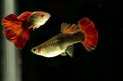 孔雀龍魚繁殖環境要求：孔雀龍魚在繁殖期間需要穩定環境以支持其繁殖過程