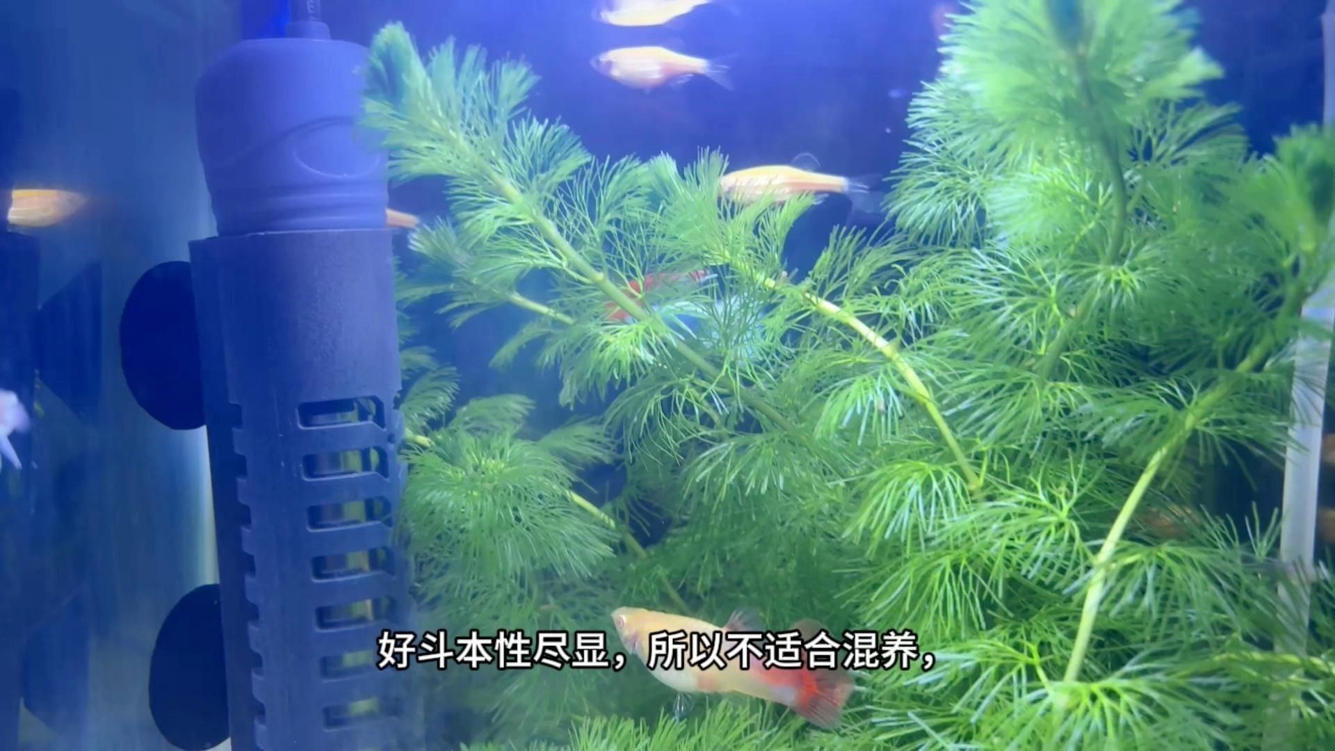 什么觀賞魚