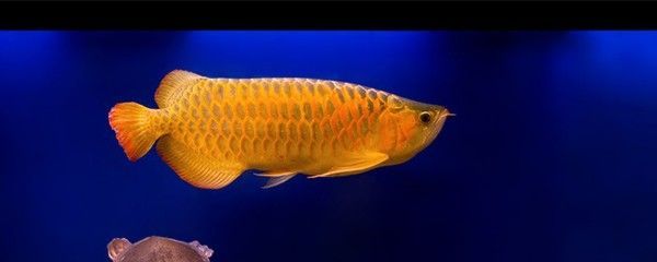 金龍魚多大開始變金：金龍魚發色過程