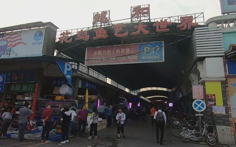 廣州哪里是批發(fā)龍魚的市場地址啊圖片