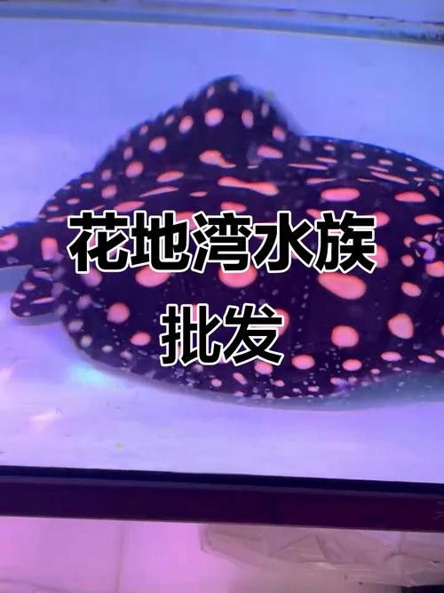 廣州哪里是批發(fā)龍魚的市場地址啊圖片