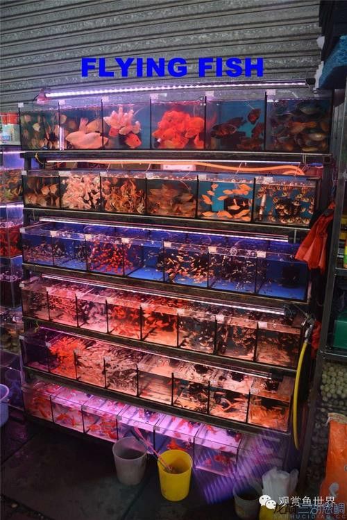 廣州哪里是批發(fā)龍魚的市場地址啊圖片