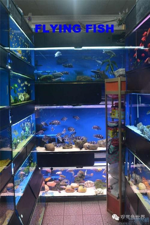 廣州哪里是批發(fā)龍魚的市場地址啊圖片