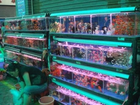 廣州哪里是批發(fā)龍魚的市場地址啊圖片