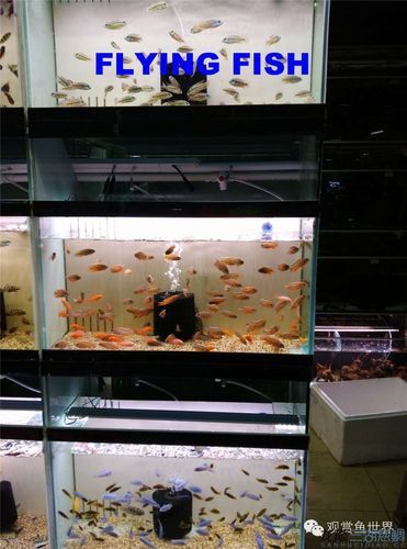 廣州哪里是批發(fā)龍魚的市場地址啊圖片