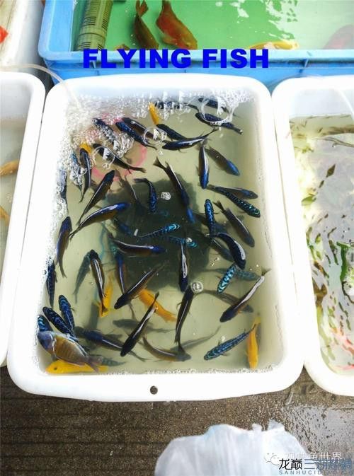 廣州哪里是批發(fā)龍魚的市場地址啊圖片