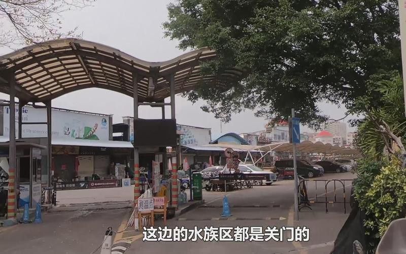 廣州哪里是批發(fā)龍魚的市場地址啊圖片