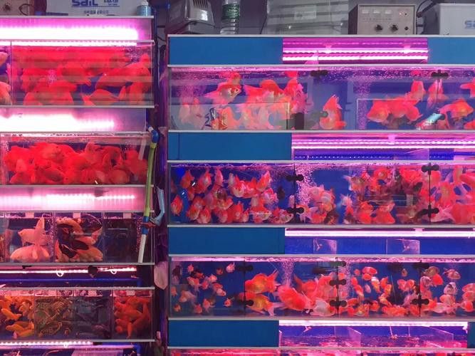 廣州哪里是批發(fā)龍魚的市場地址啊圖片