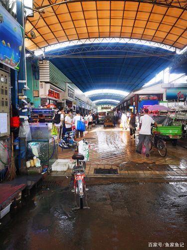 廣州哪里是批發(fā)龍魚的市場地址啊圖片