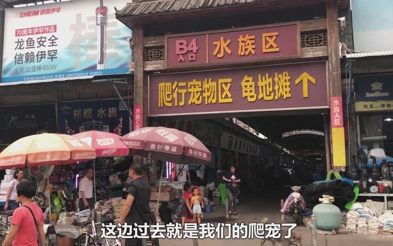 廣州哪里是批發(fā)龍魚的市場地址啊圖片