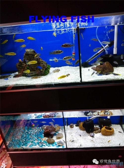 廣州哪里是批發(fā)龍魚的市場地址啊圖片
