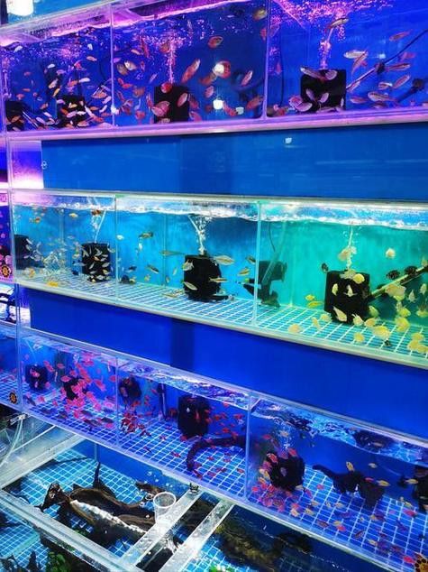 廣州哪里是批發(fā)龍魚的市場地址啊圖片