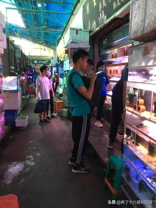 廣州哪里是批發(fā)龍魚的市場地址啊圖片