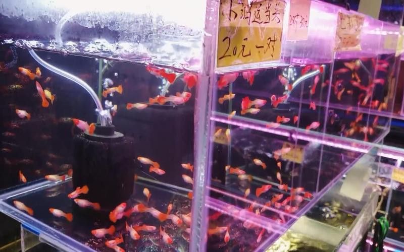 廣州哪里是批發(fā)龍魚的市場地址啊圖片