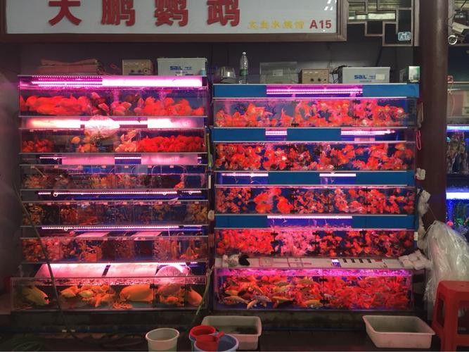 廣州哪里是批發(fā)龍魚的市場地址啊圖片