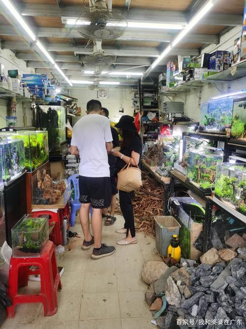 廣州哪里是批發(fā)龍魚的市場地址啊圖片